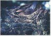 photograph bird 1